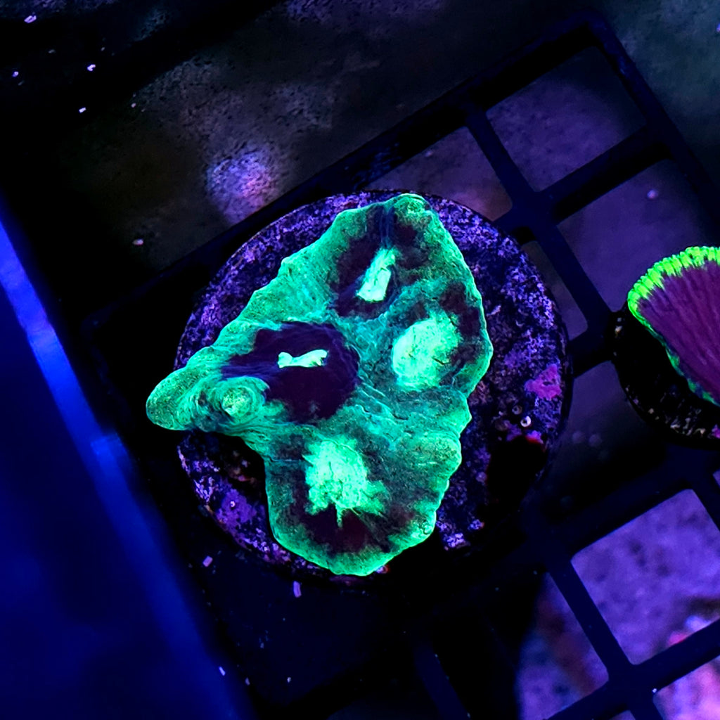 UT Ghost Stories Mycedium