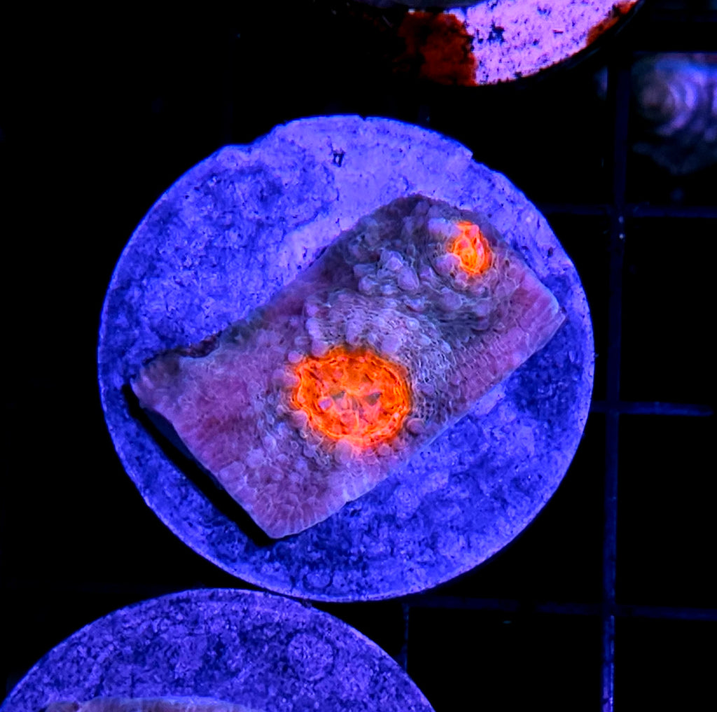 HF Blood Moon Chalice
