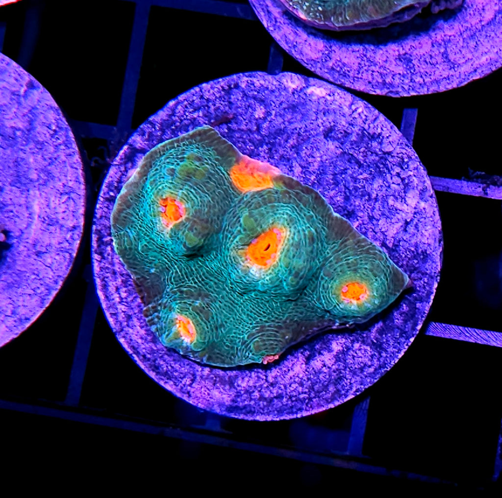 Emerald Mummy Eye Chalice Mini Colony