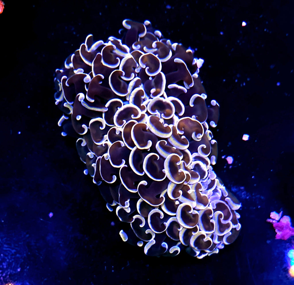 Golden Tip Wall Hammer