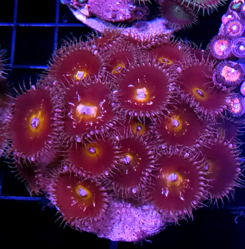Clementine Grandis Paly Colony
