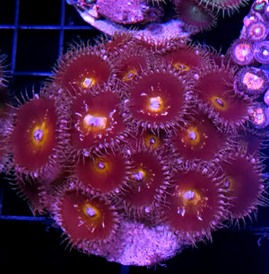 Clementine Grandis Paly Colony