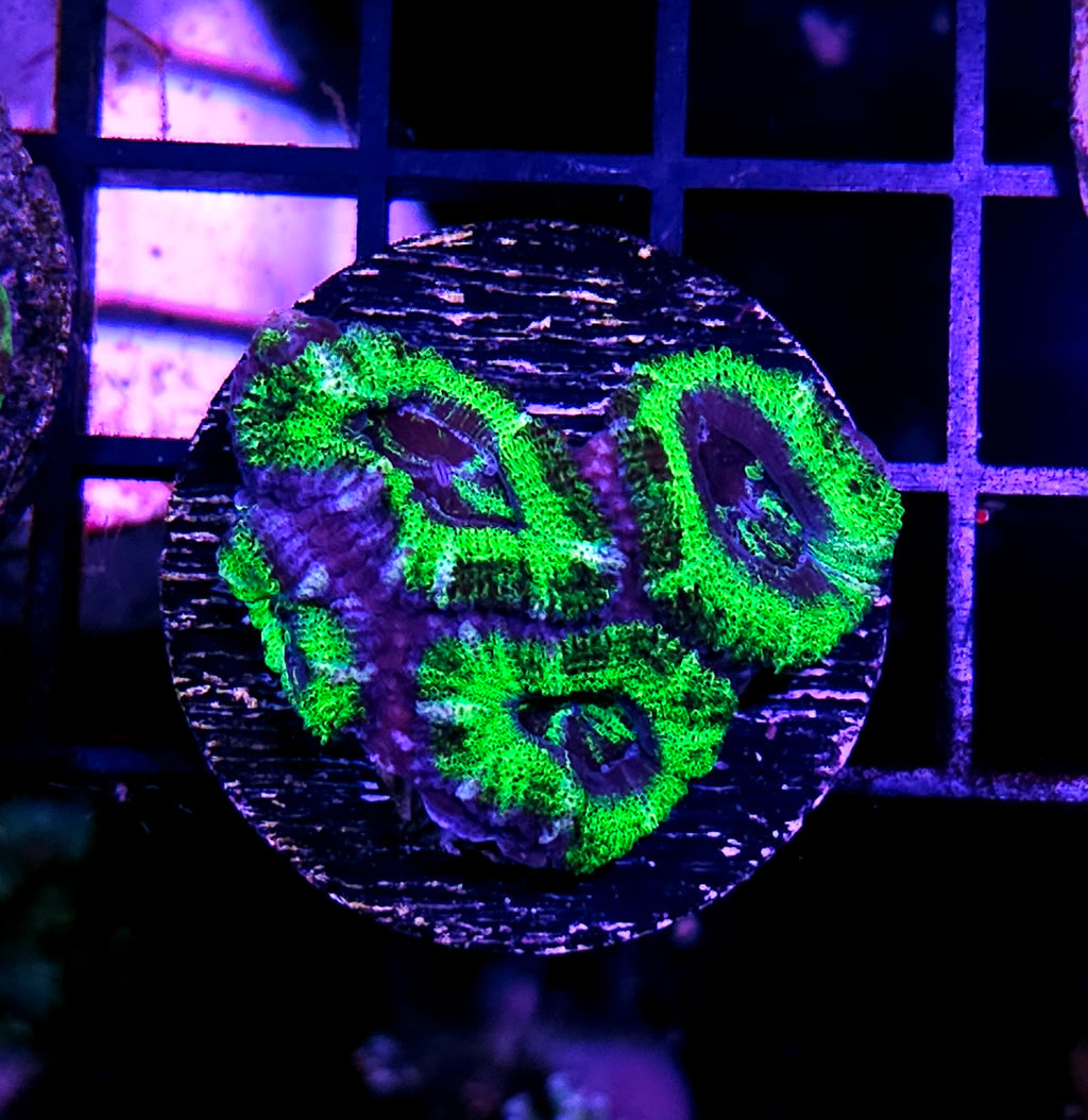 Venomous Acan