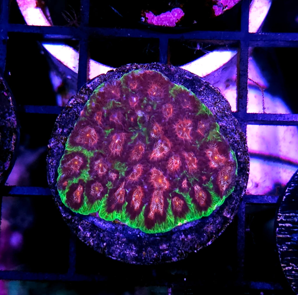 HF Fantasy Favia