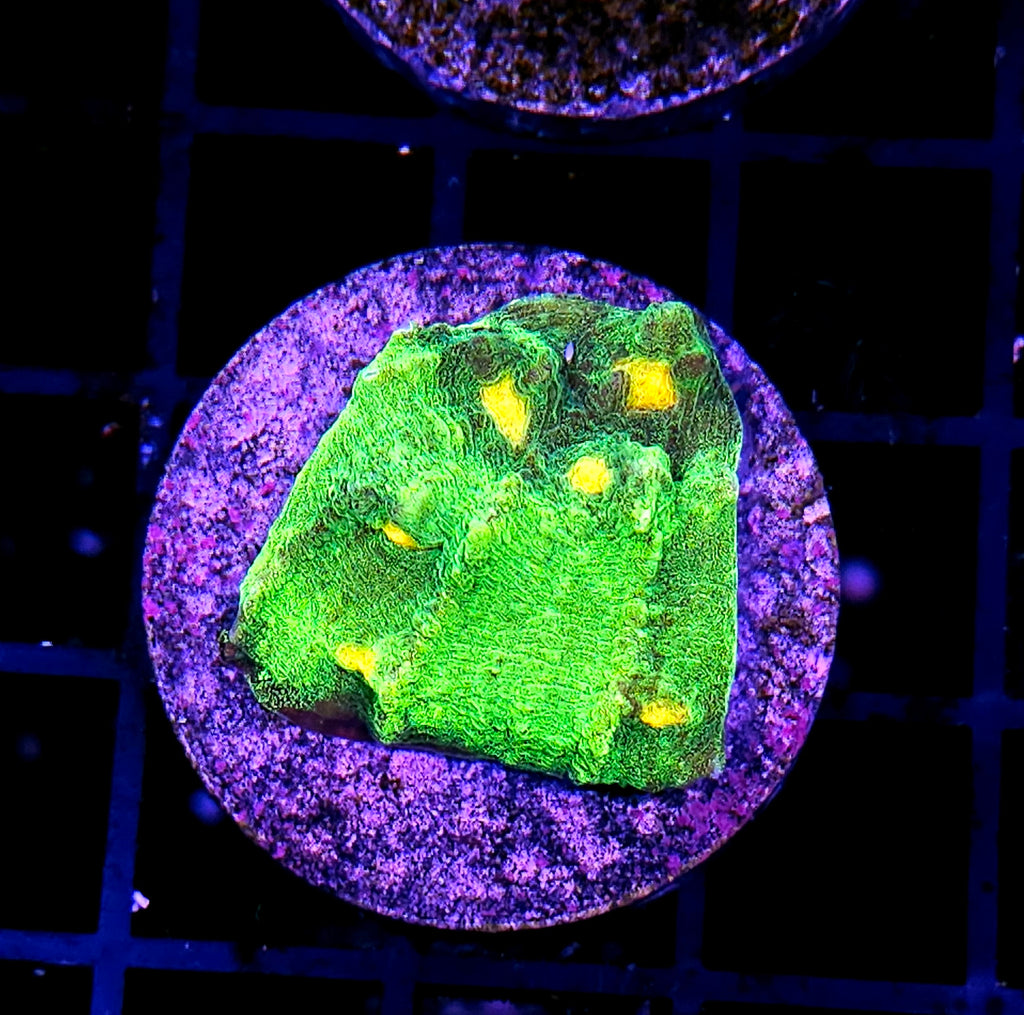 HF Space Invaders Mycedium