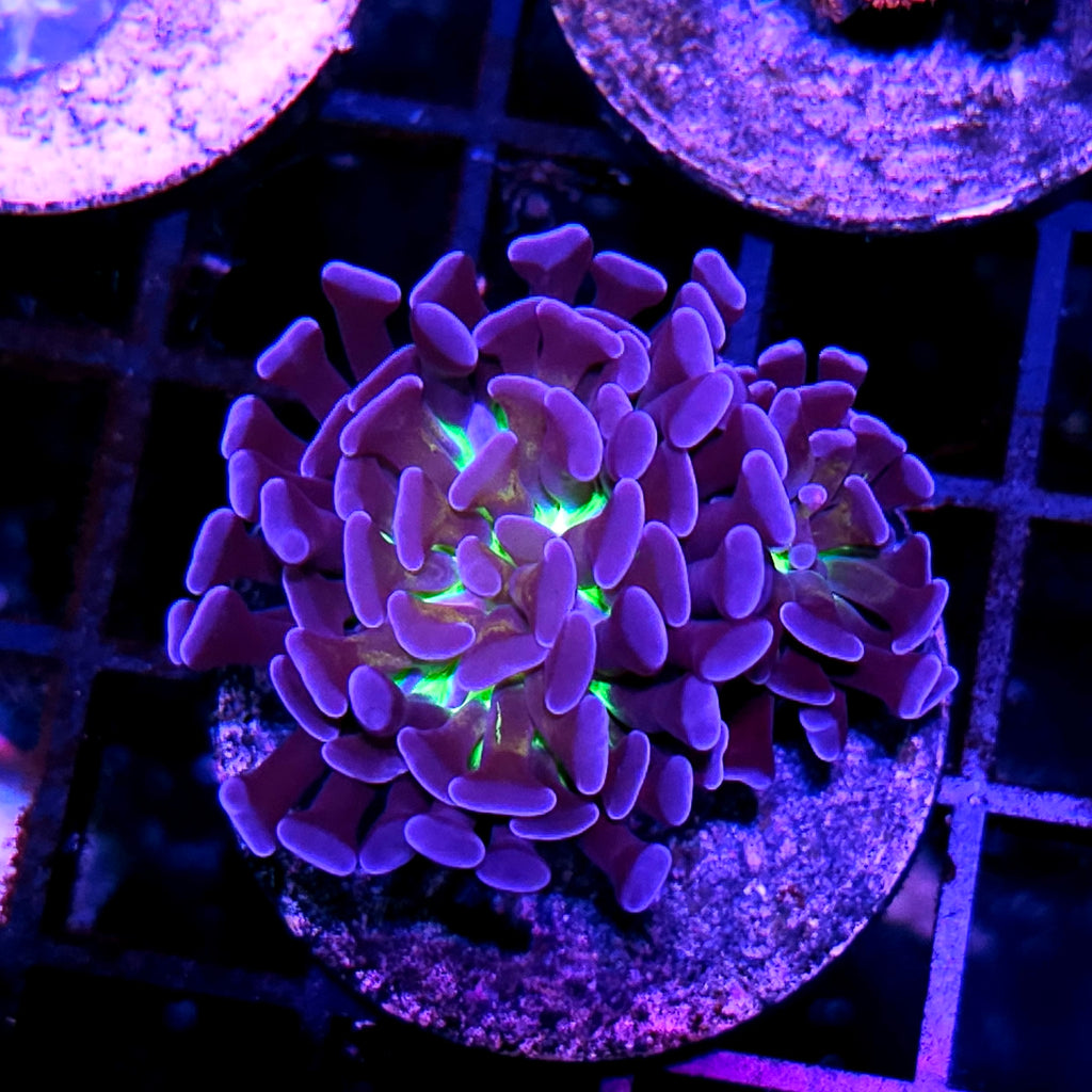 Double Nexus Branching Hammer