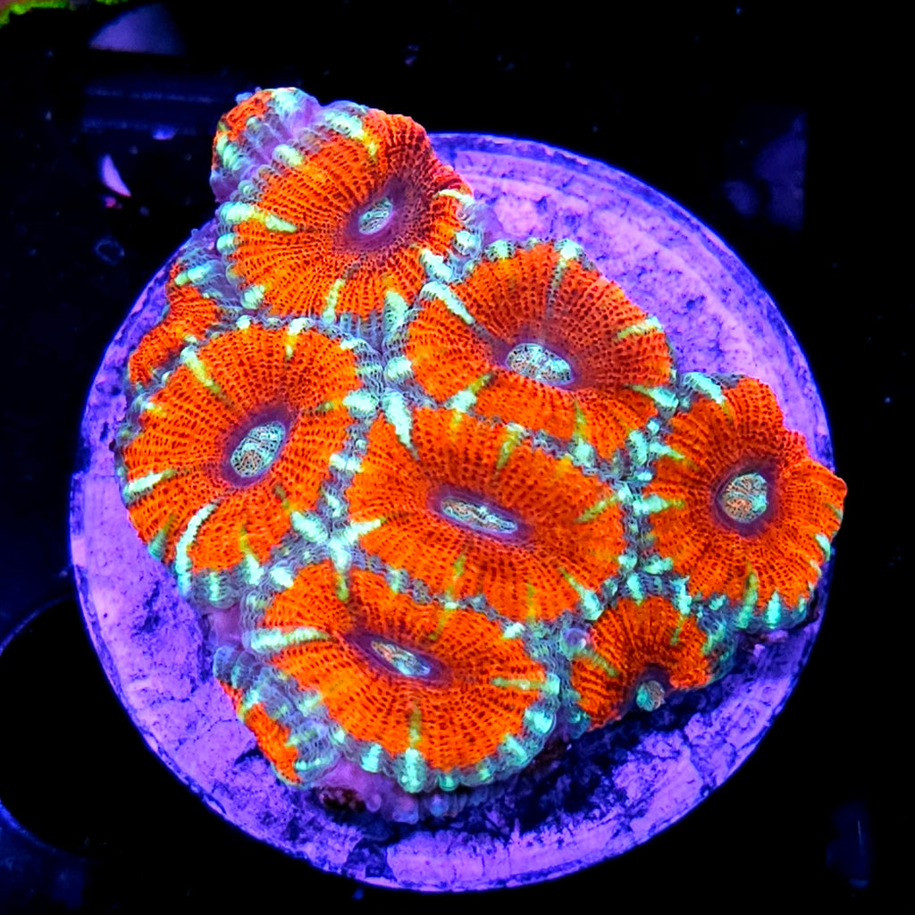 Charizard Asian Acan