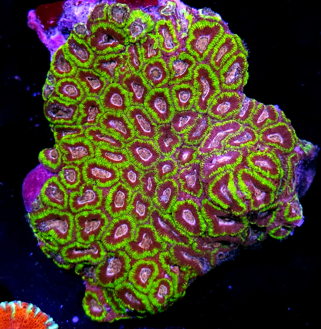 HF FIRST RELEASE - Juggernaut Micromussa Amakusensis NOT WYSIWYG