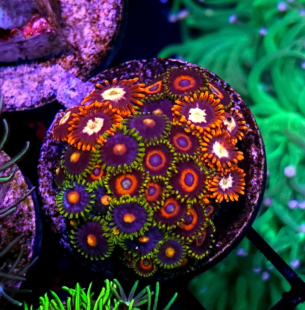 Epic Mix Zoas