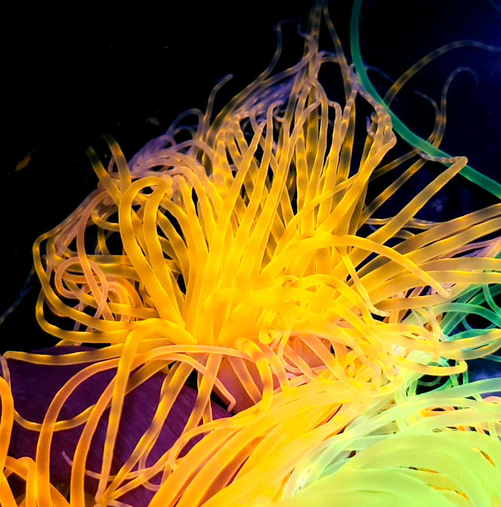 Insane Orange Tube Anemone