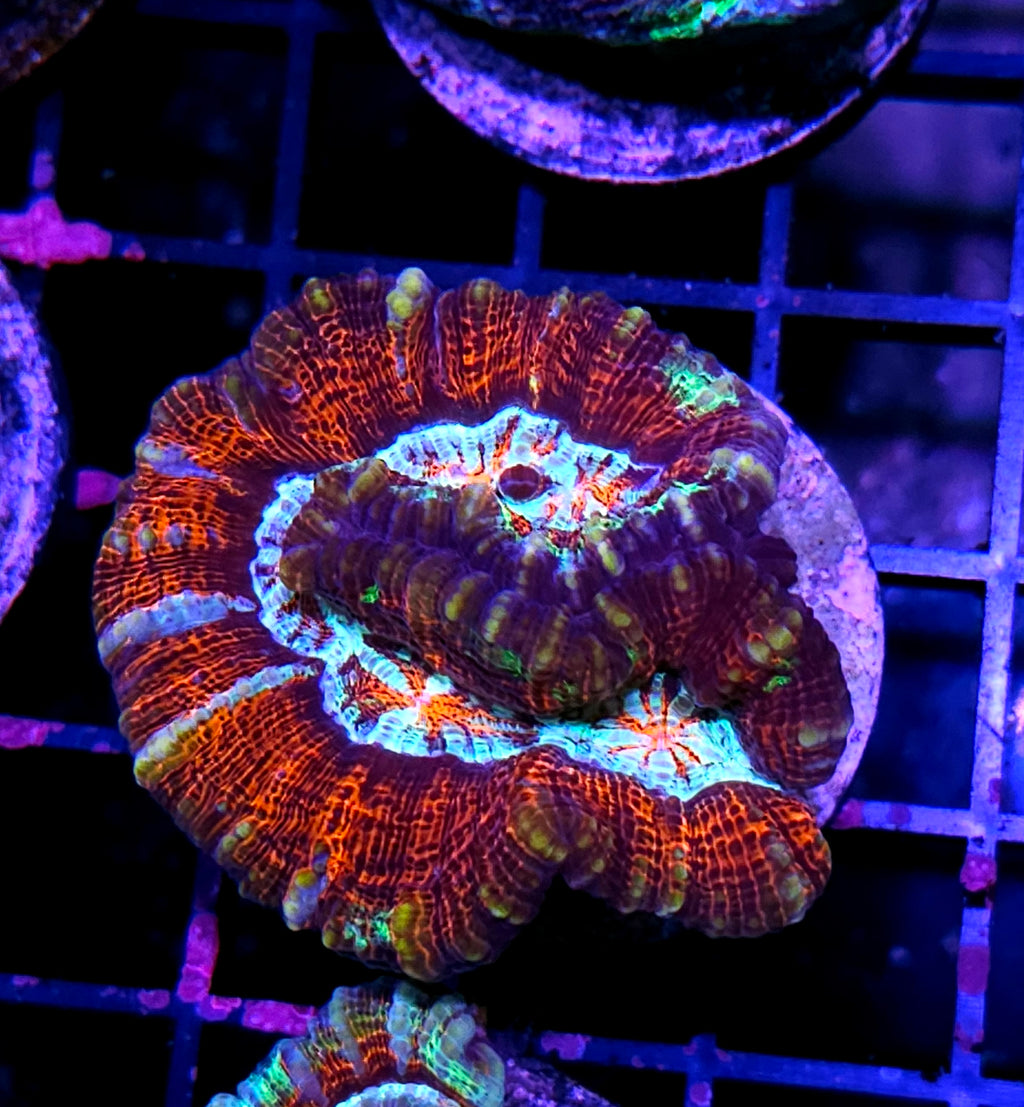 Eye of the Dead Symphyllia Wilsoni