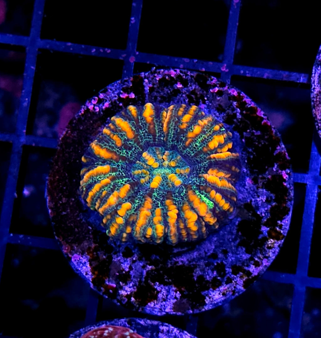 Toxic Tiger Mini Scolymia