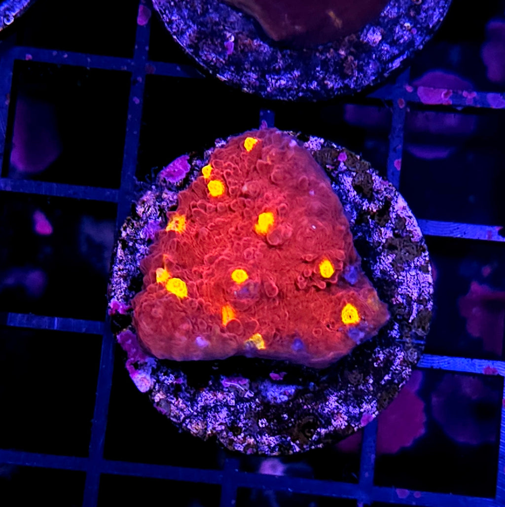 Volcanic Blast Chalice