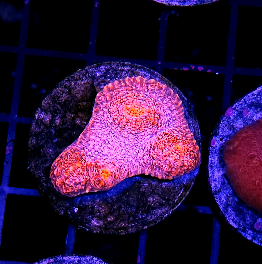 HF Tropicana Twist Chalice