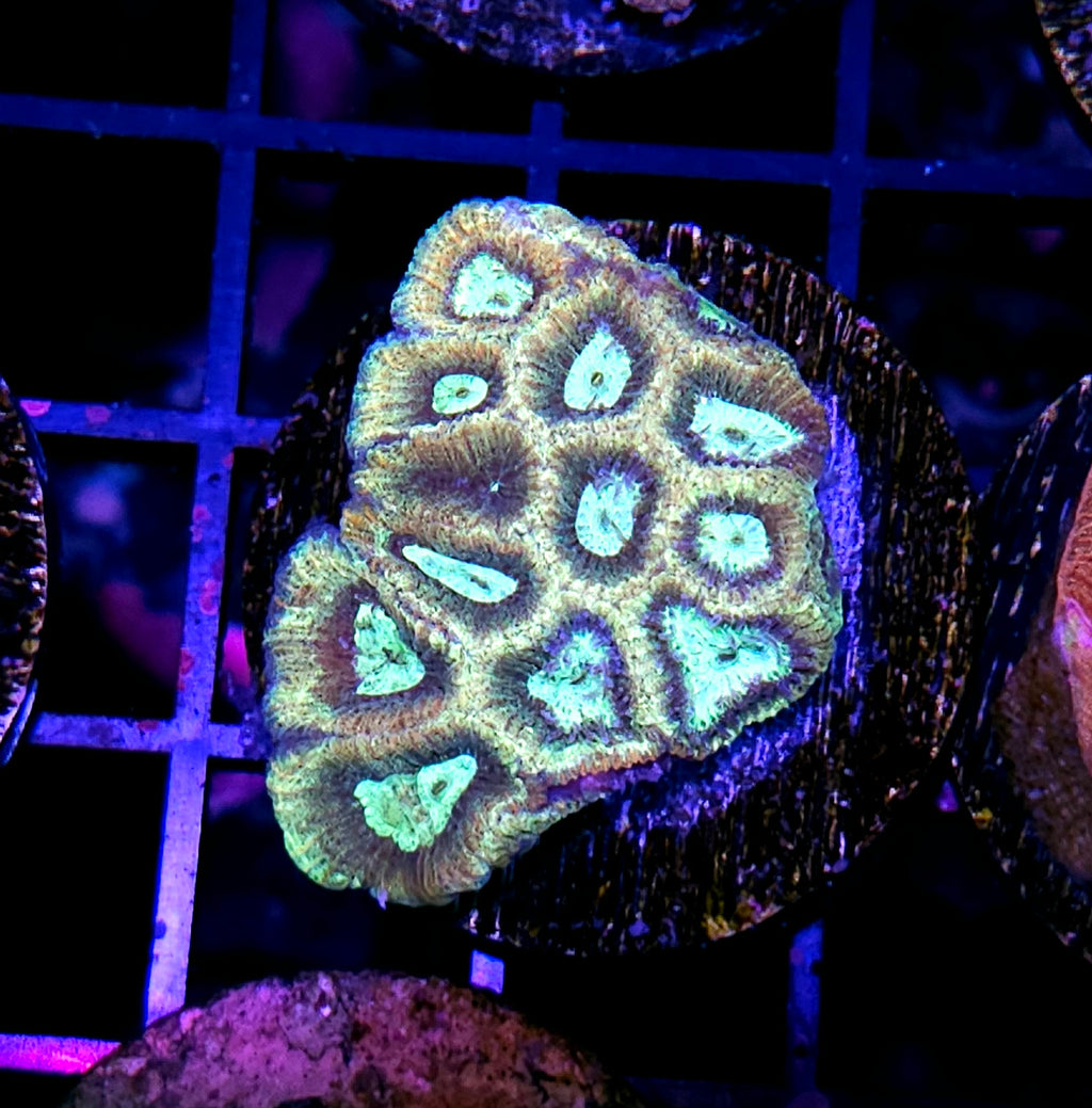 Ghost Prism Favia