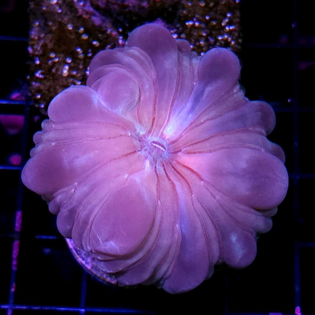 Foxtrot Fox Coral