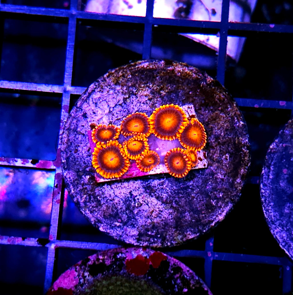 Bam Bam Zoas