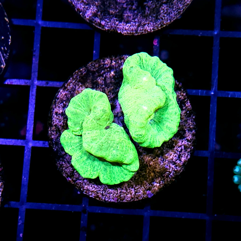 Kryptonite Candy Cane