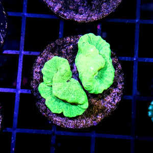 Kryptonite Candy Cane