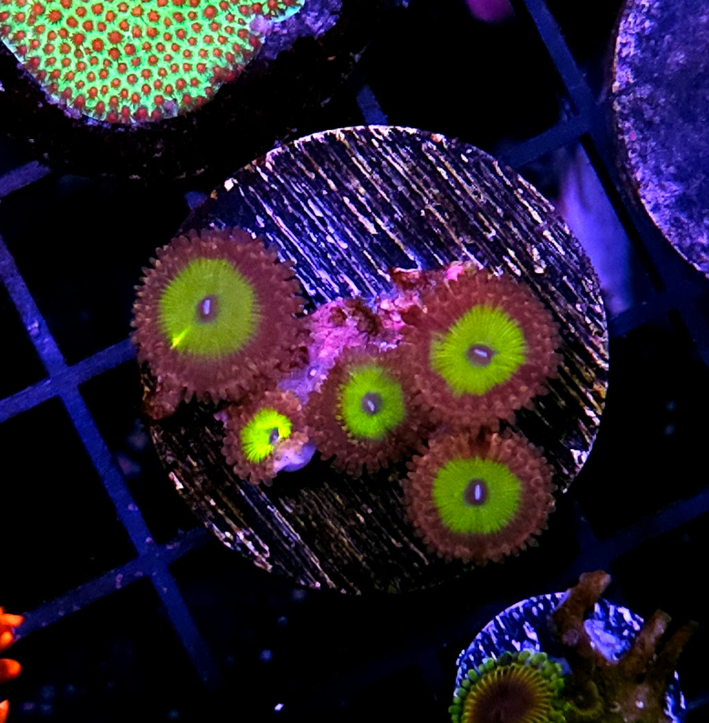 Pink Elephant Zoas