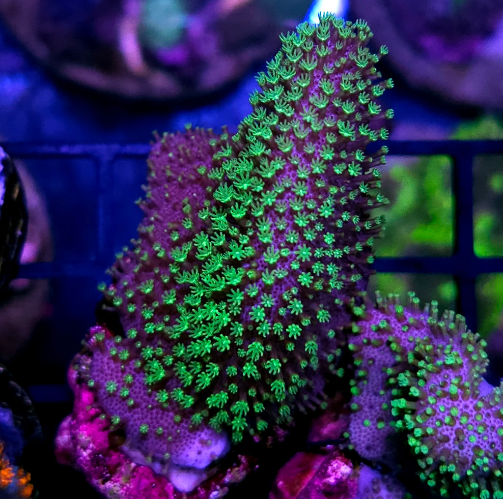 Tyree Green Polyp Leather