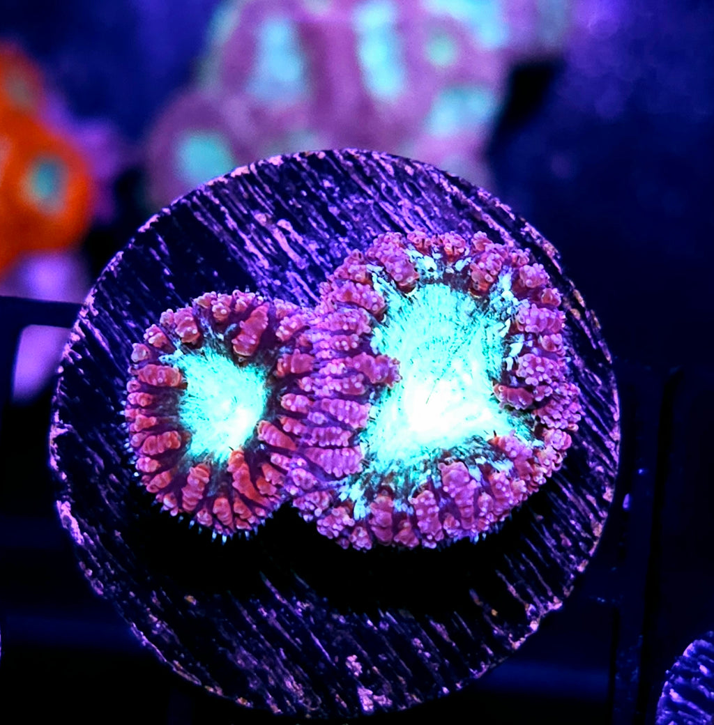 Nucleus Blasto