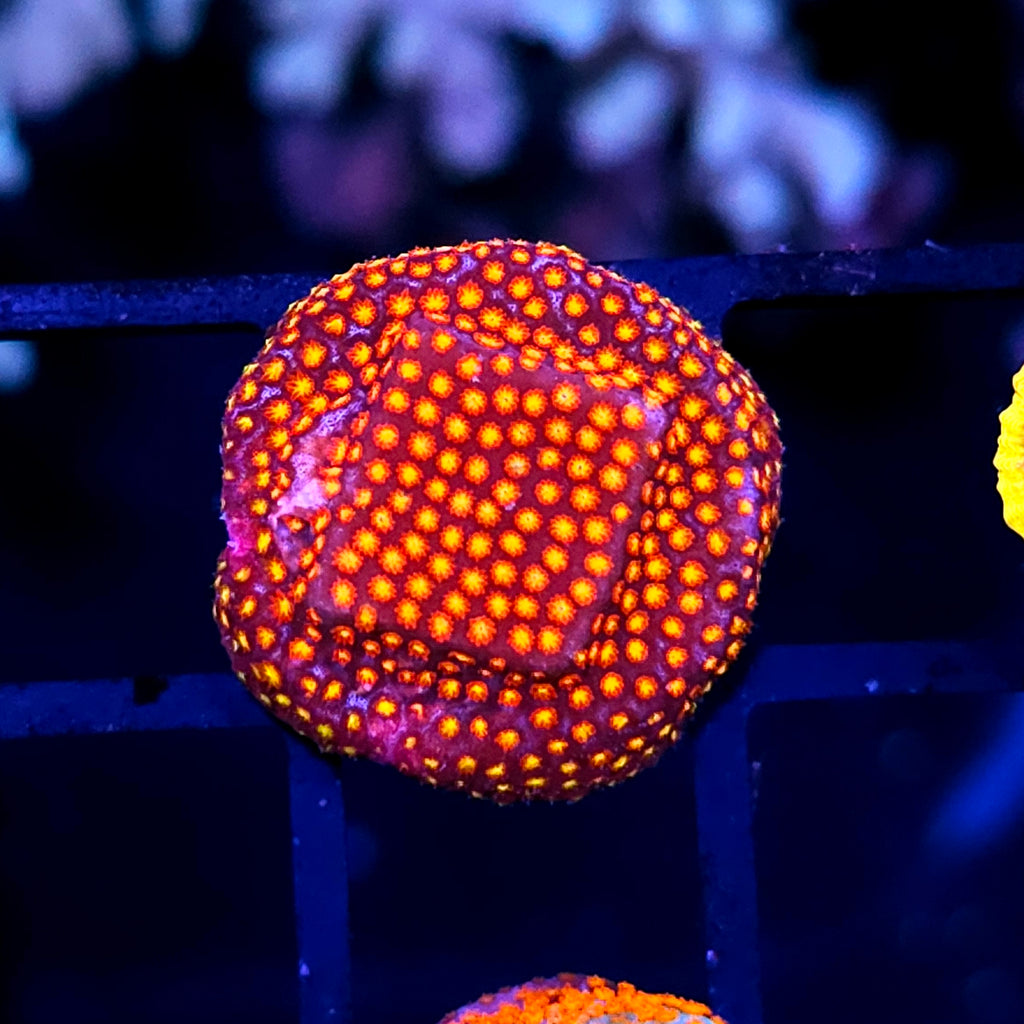 HF Burning Embers Stylocoeneila