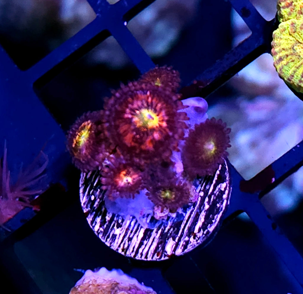 Sakura Sunrise Zoas
