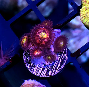 Sakura Sunrise Zoas