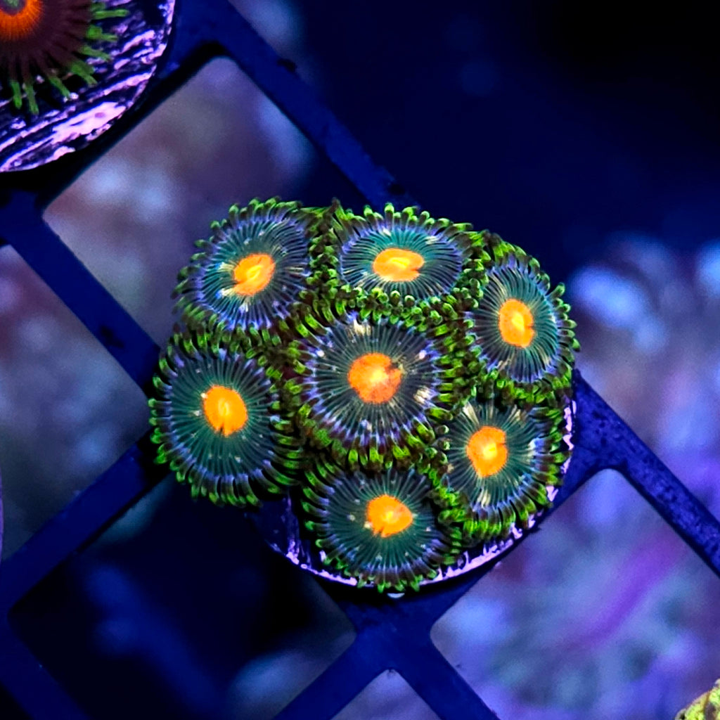 Hypersonic Zoas