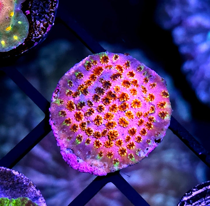 WWC Skittles Bomb Cyphastrea