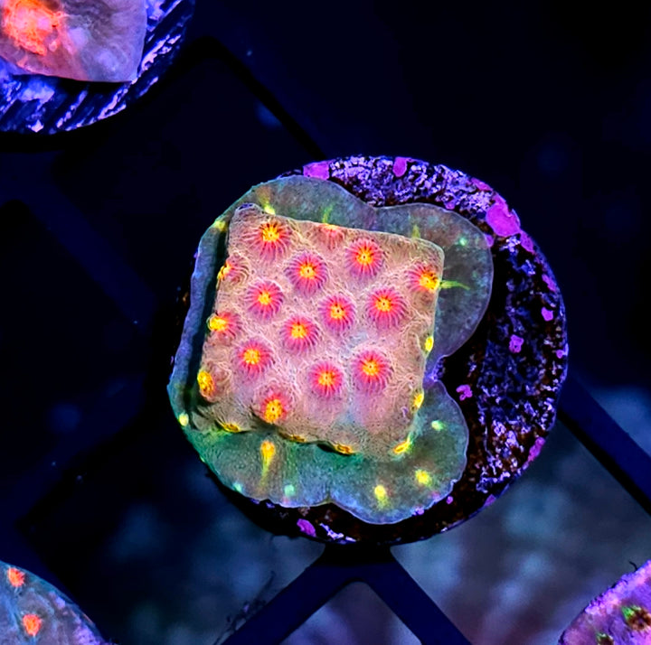 JF Buzzkill Cyphastrea