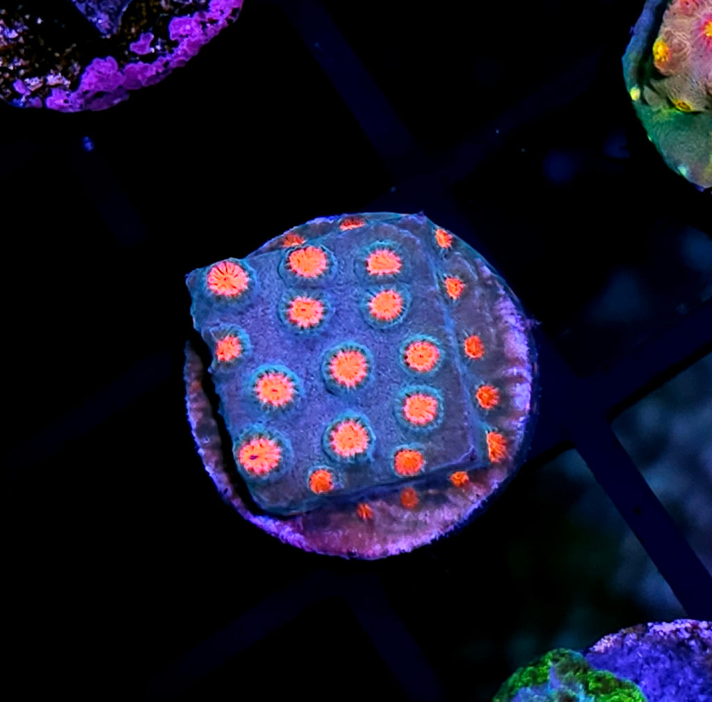 Meteor Shower Cyphastrea