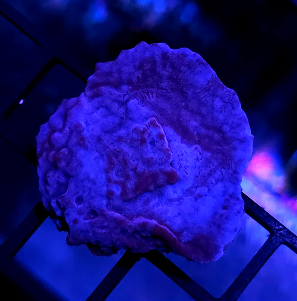 Rare Blue Plating Sponge