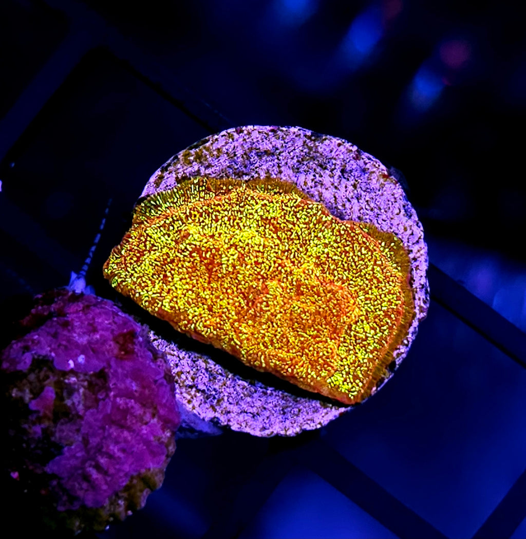 HF Napalm Leptosersis