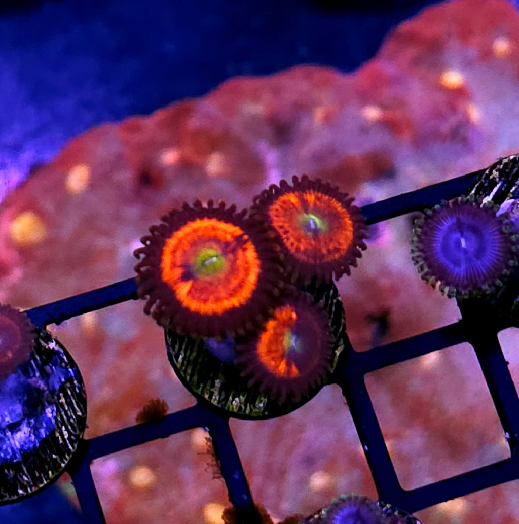 Everlasting Gobstopper Zoas
