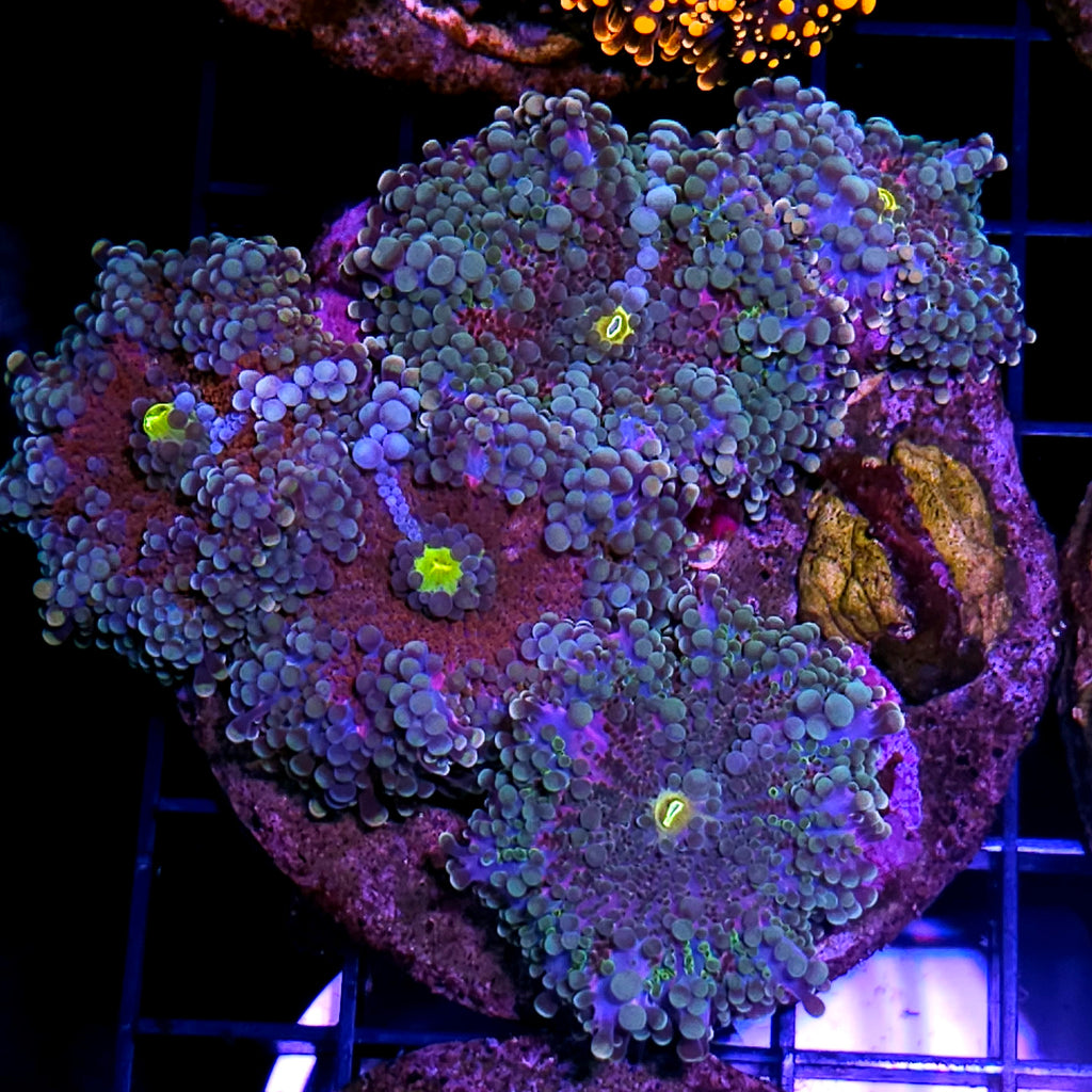High End Yuma Colony