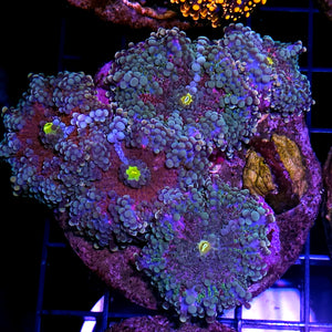 High End Yuma Colony
