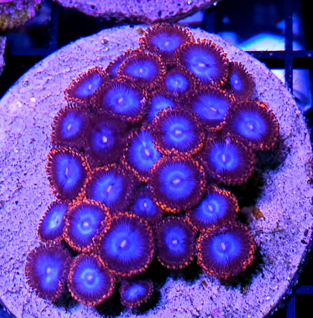 Spiderman Zoa Colony