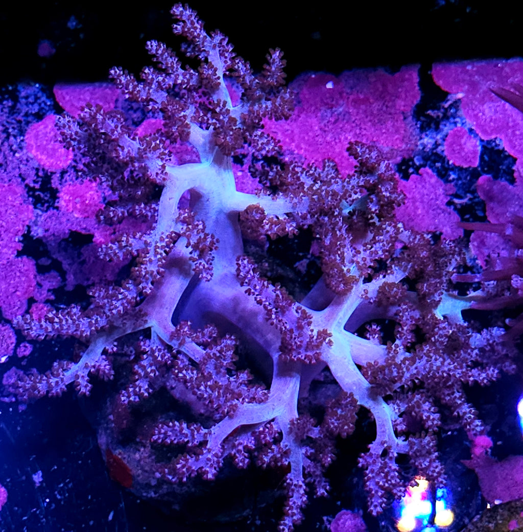 Big Aurora Broccoli Leather Colony