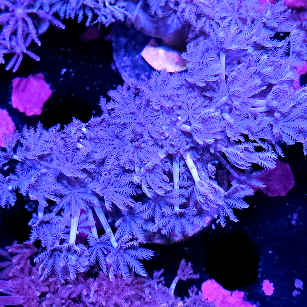 African Blue Pumping Xenia Colony