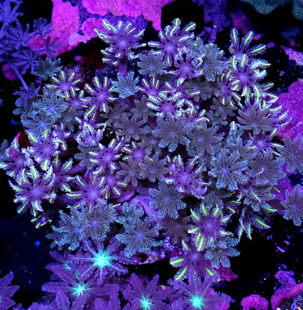4-5" Epic Mix Cloves Colony