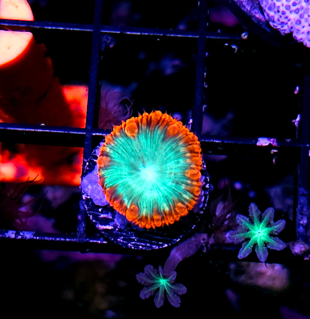 Supernova Blasto