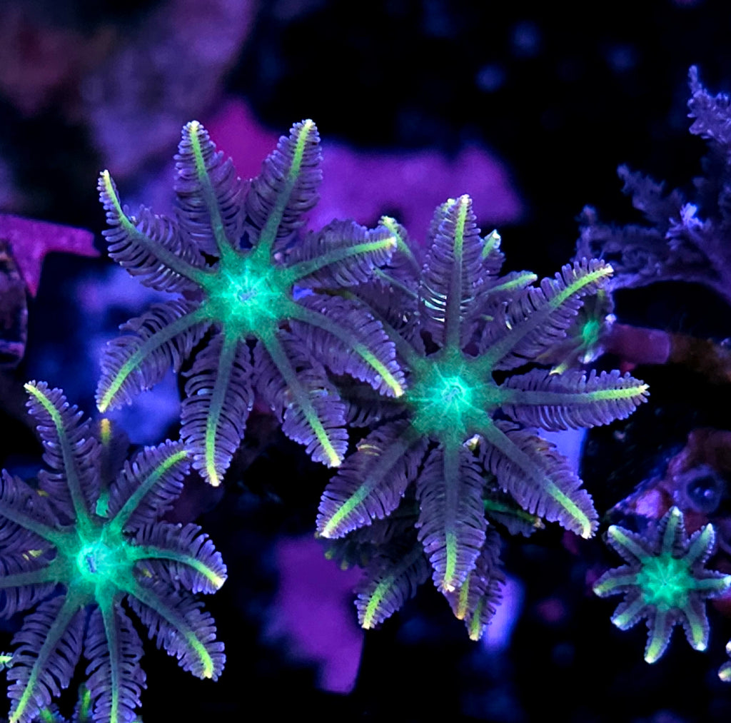 Water Lilly Cloves