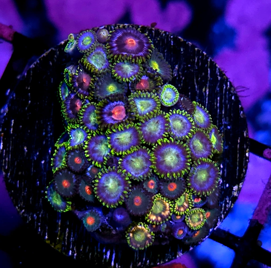 Funky Mix Zoas