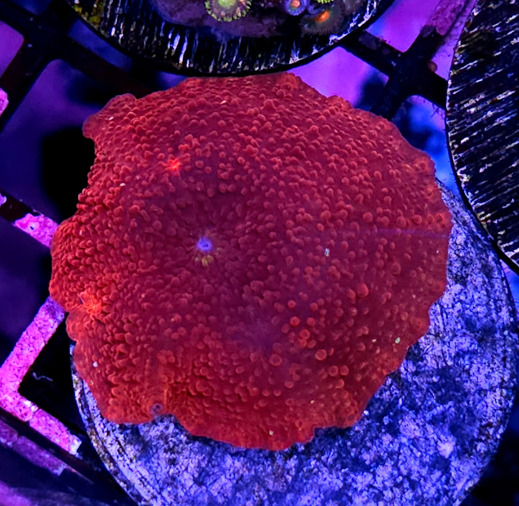Red Robin Mushroom