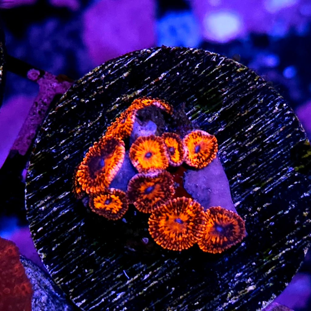 Nightmare Zoas