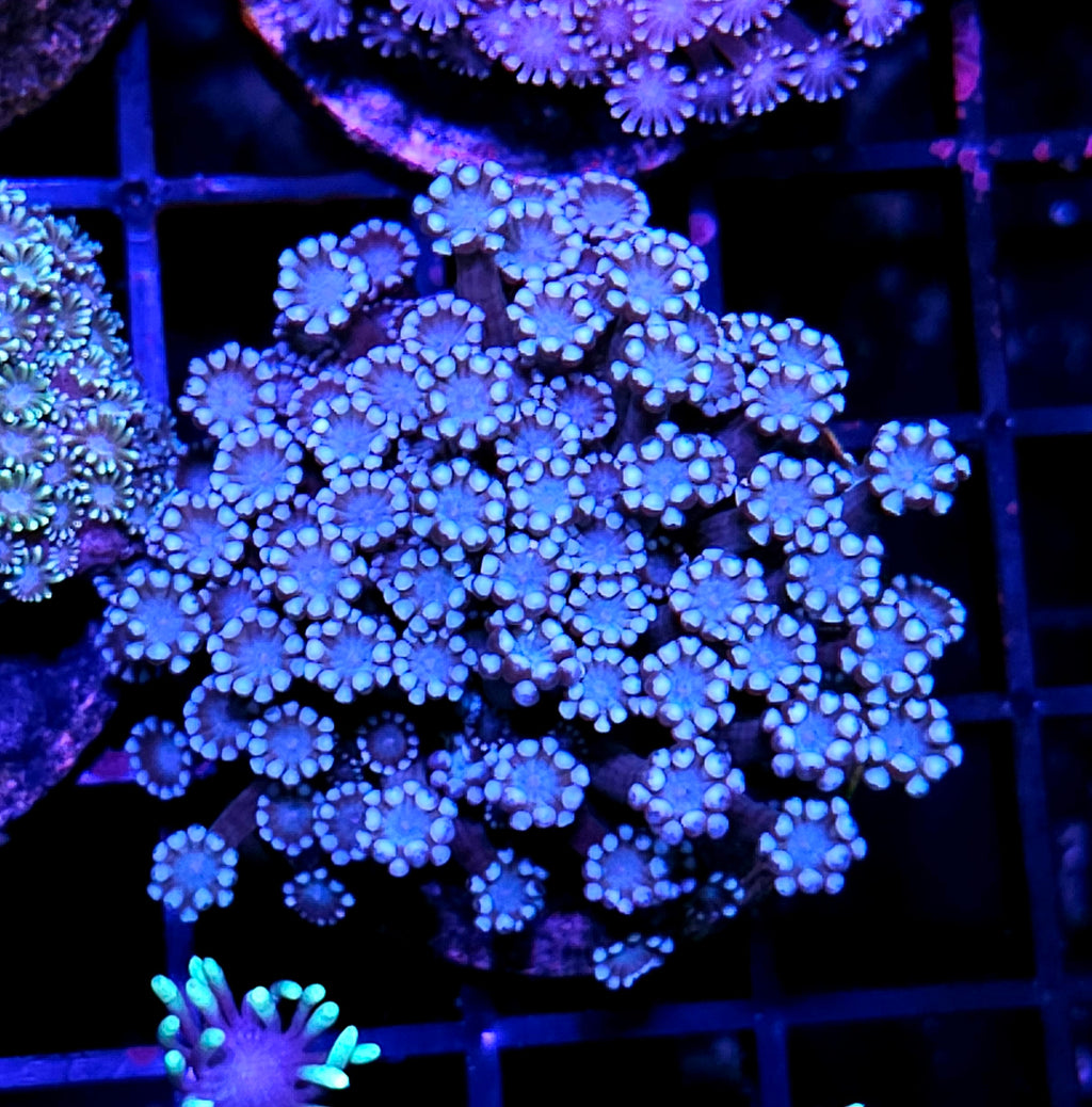 Starborne Alveopora