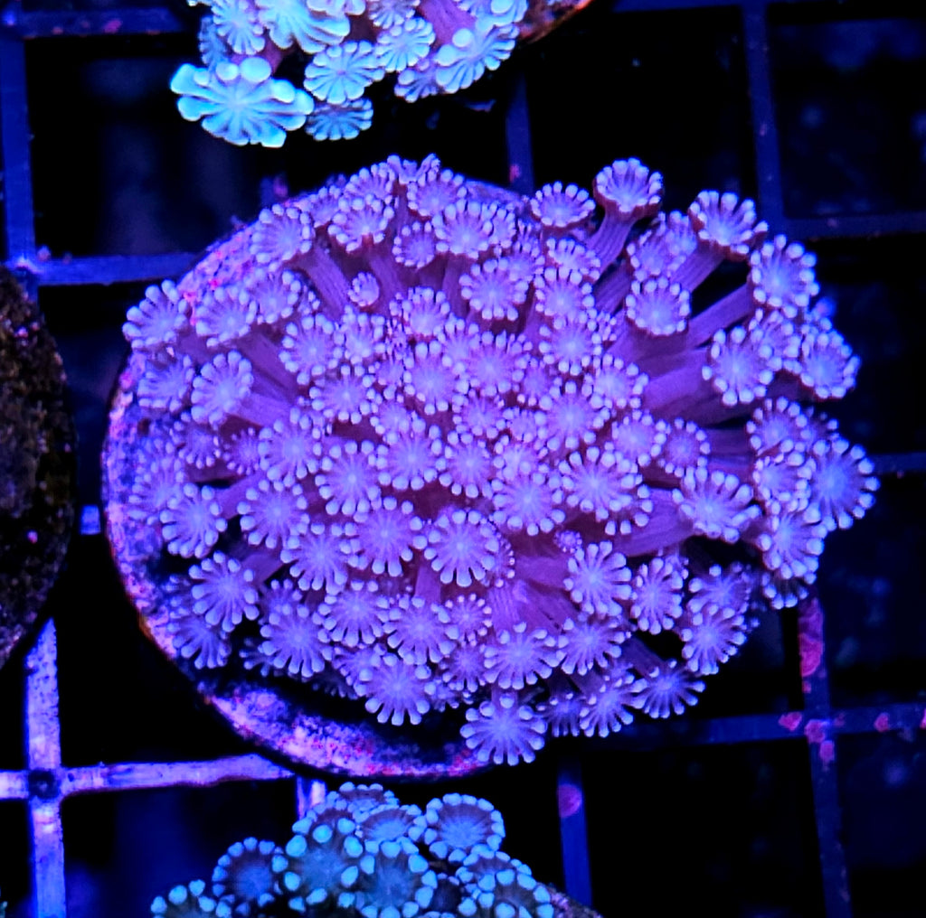 Lavender Alveopora
