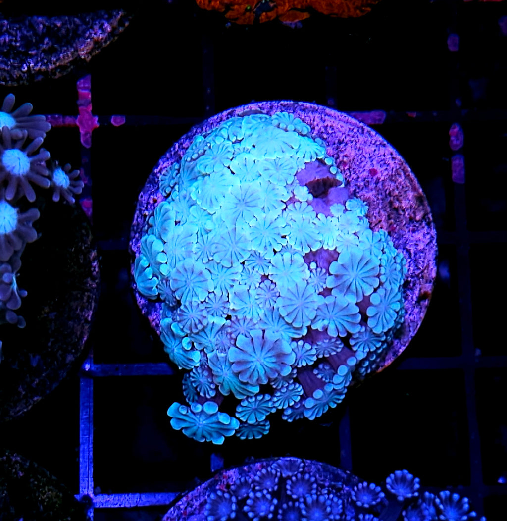 Icey Mint Alveopora